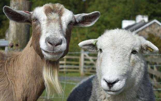 Общество | В Лясковец набелязаха мерки срещу  чумата по дребните преживни животни