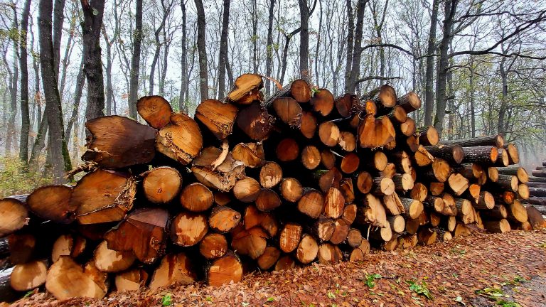 Крими | Хванаха  три каруци с незаконни дърва