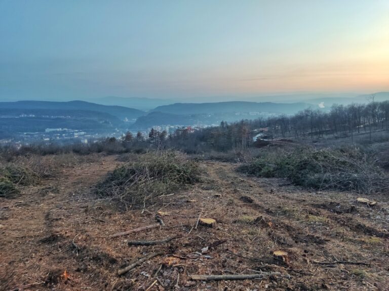 Горещи новини | Организират масово залесяване във В. Търново