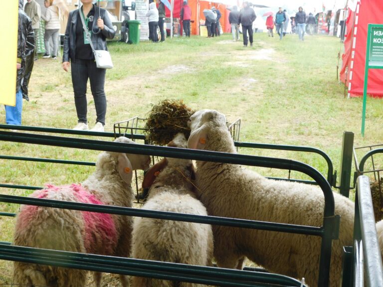 Кашкавал с трюфели стана хит на събора на овцевъдите