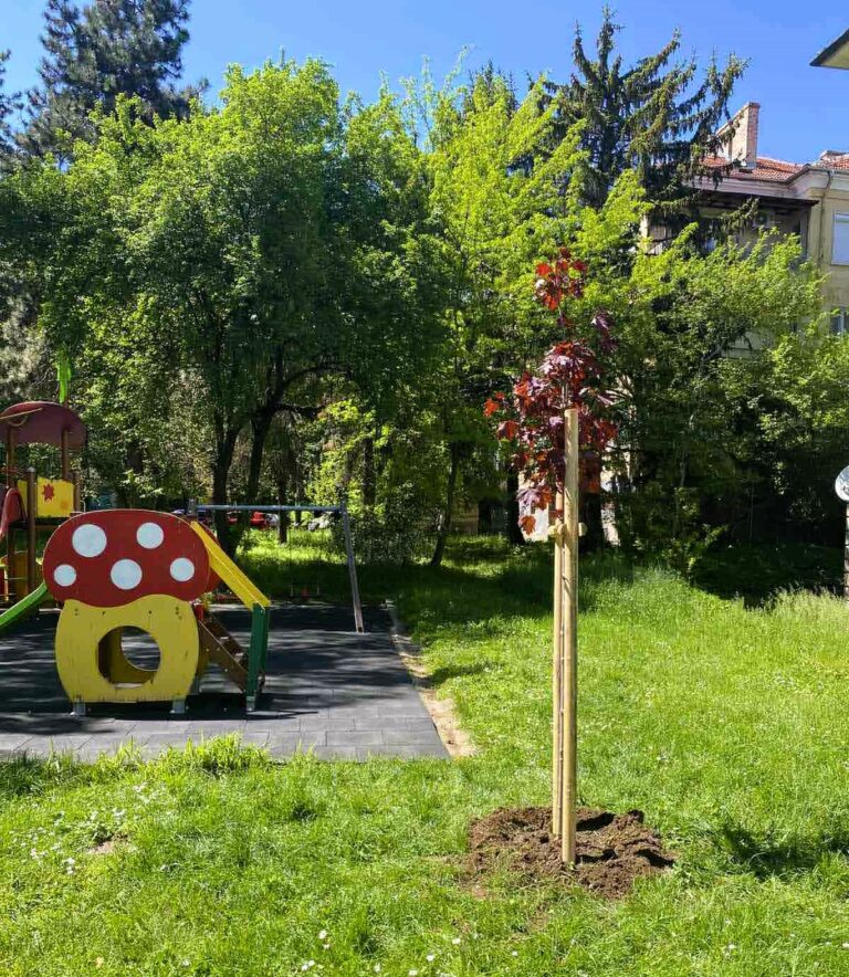 Новите посадени дървета във Велико Търново – с водозадържащи мрежи