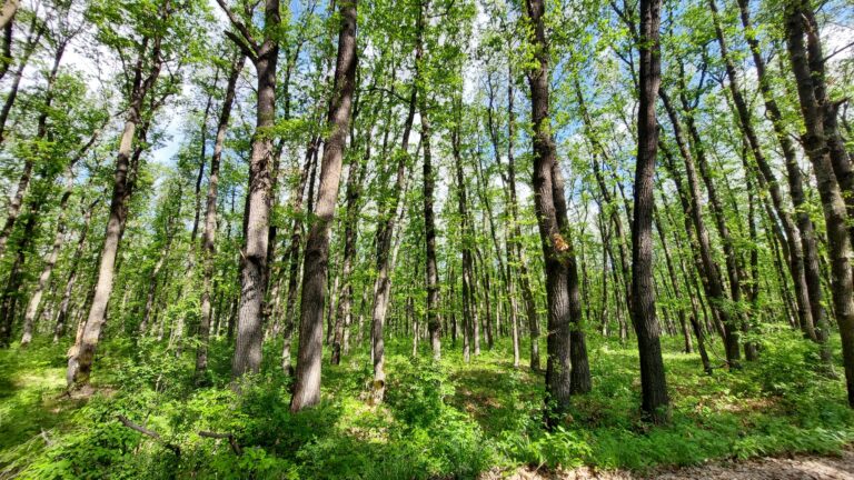 Общество | По-малко нарушения в горите на Централна Северна България през май