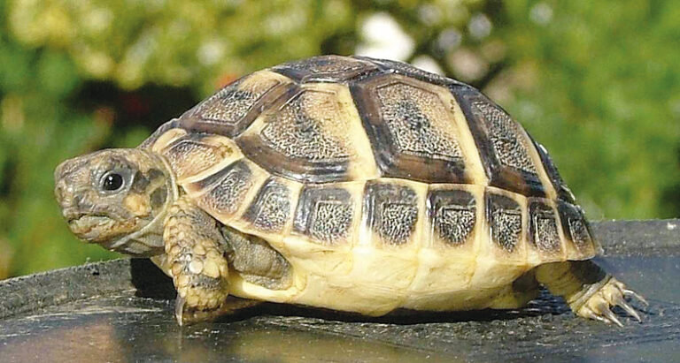 Общество | Екоинспектори спасяват  чапли и костенурки