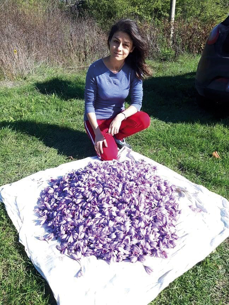 Горещи новини | Счетоводителката Ваня отглежда шафран в Горско ново село