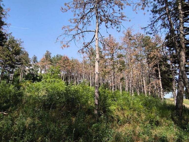Започва санитарна сеч на боровете край Павликени