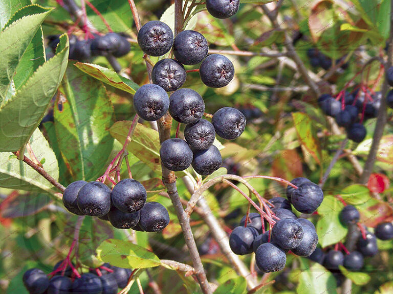 Българската арония от градините край Къпиново стигна чак до Япония
