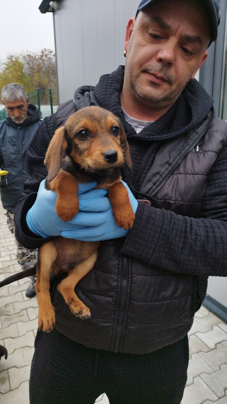 Горна Оряховица | 10 кучета от приюта в Г. Оряховица намериха осиновители в Германия