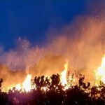 Последни | 1860 дка гори са изгорели в Централна Северна България от началото на годината