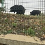 Последни | Диви прасета „тренират“  на стадиона в Лясковец