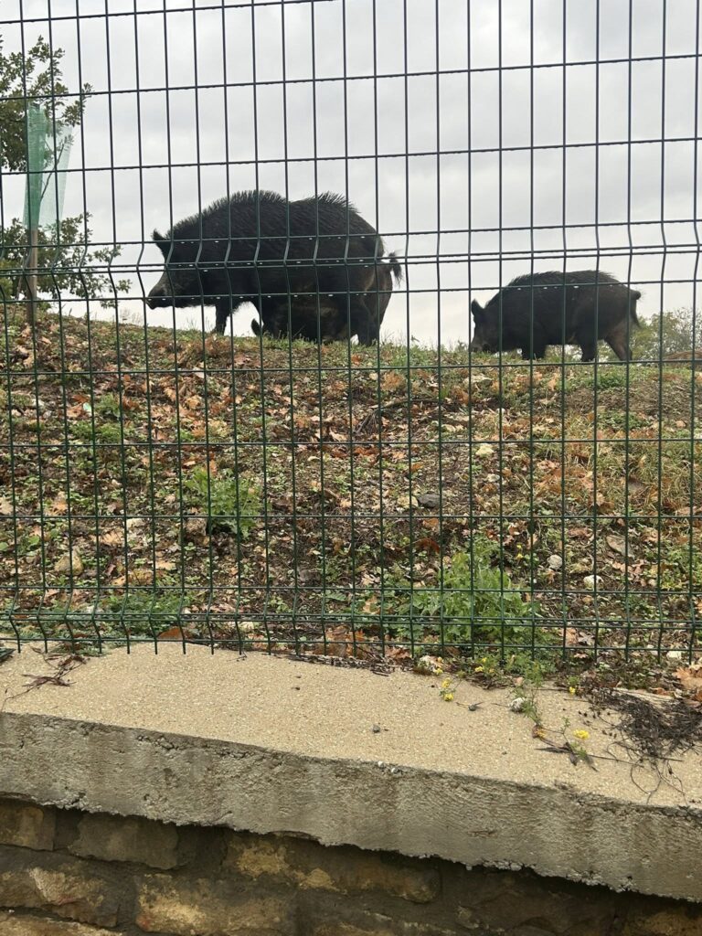Общество | Диви прасета „тренират“  на стадиона в Лясковец
