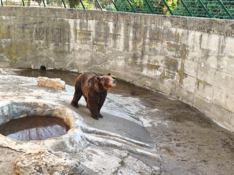 Мечокът Васко вече си има нова клетка