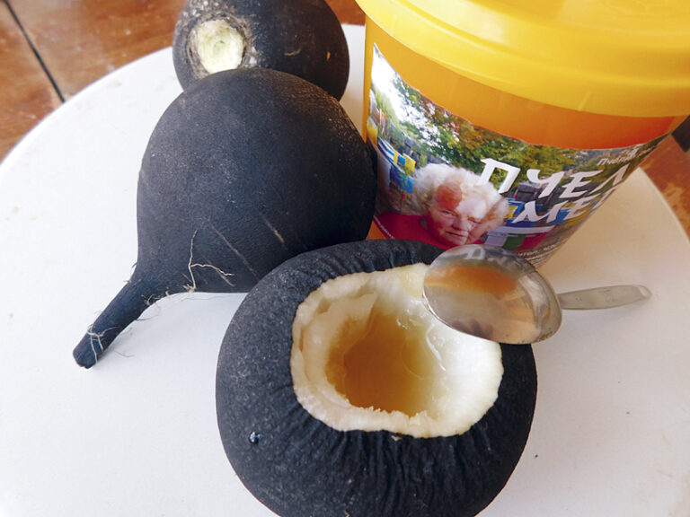 Здраве | Черна ряпа с мед – вълшебното средство при кашлица и настинки