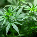 Последни | Спипаха двама с наркотици