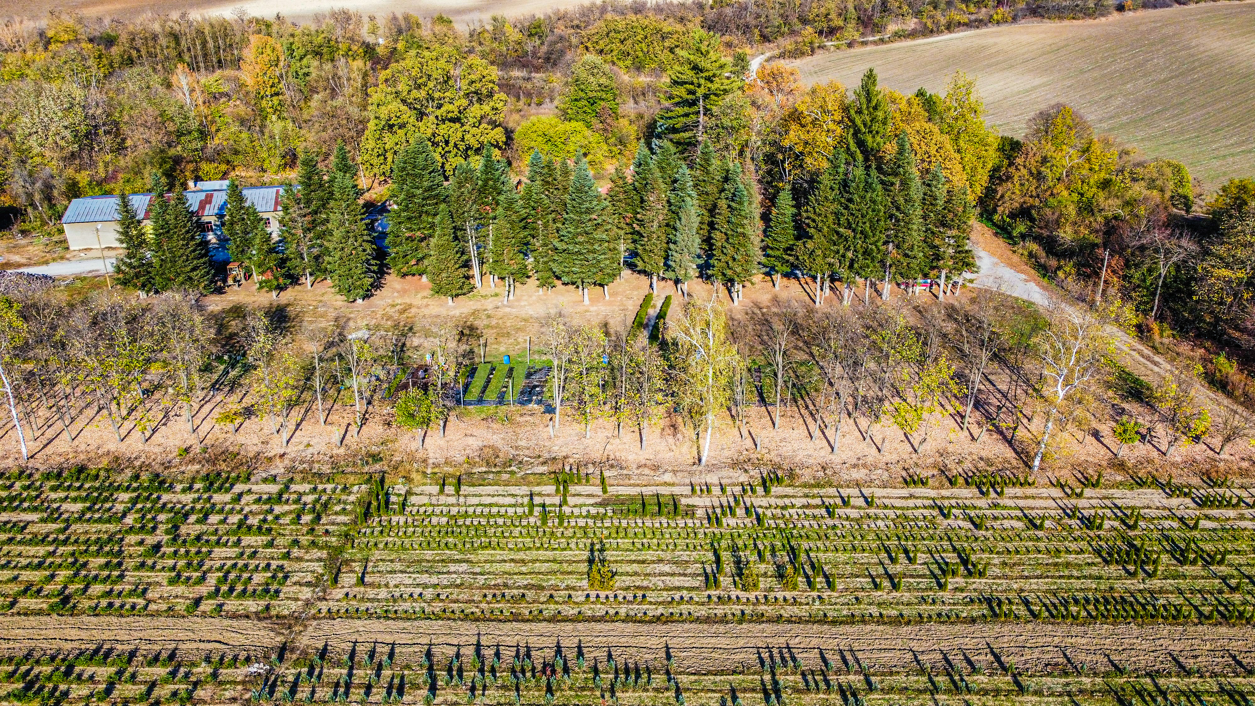 Общество | Горски разсадник „Джулюница“ пуска в продажба живи коледни елхи за предстоящите празници