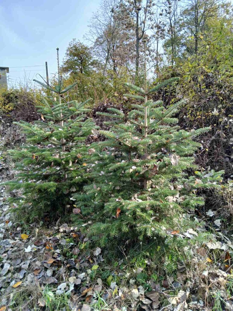 Общество | ДГС Свищов започва продажба на коледни елхи