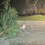 Най-четени | Лисици обикалят по търновските улици