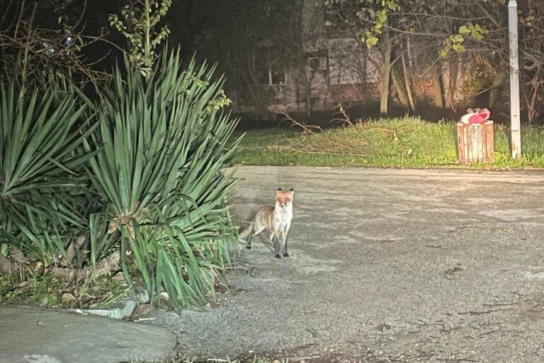 Общество | Лисици обикалят по търновските улици