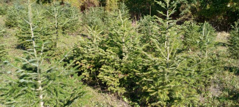 Общество | Горските продават близо 1300 коледни дръвчета