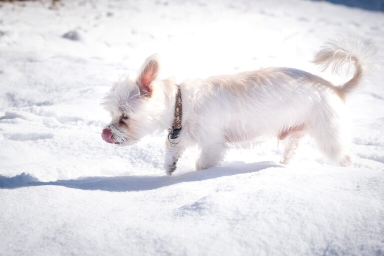 Общество | Спасиха от смърт малко кученце, изхвърлено на студа в Балкана