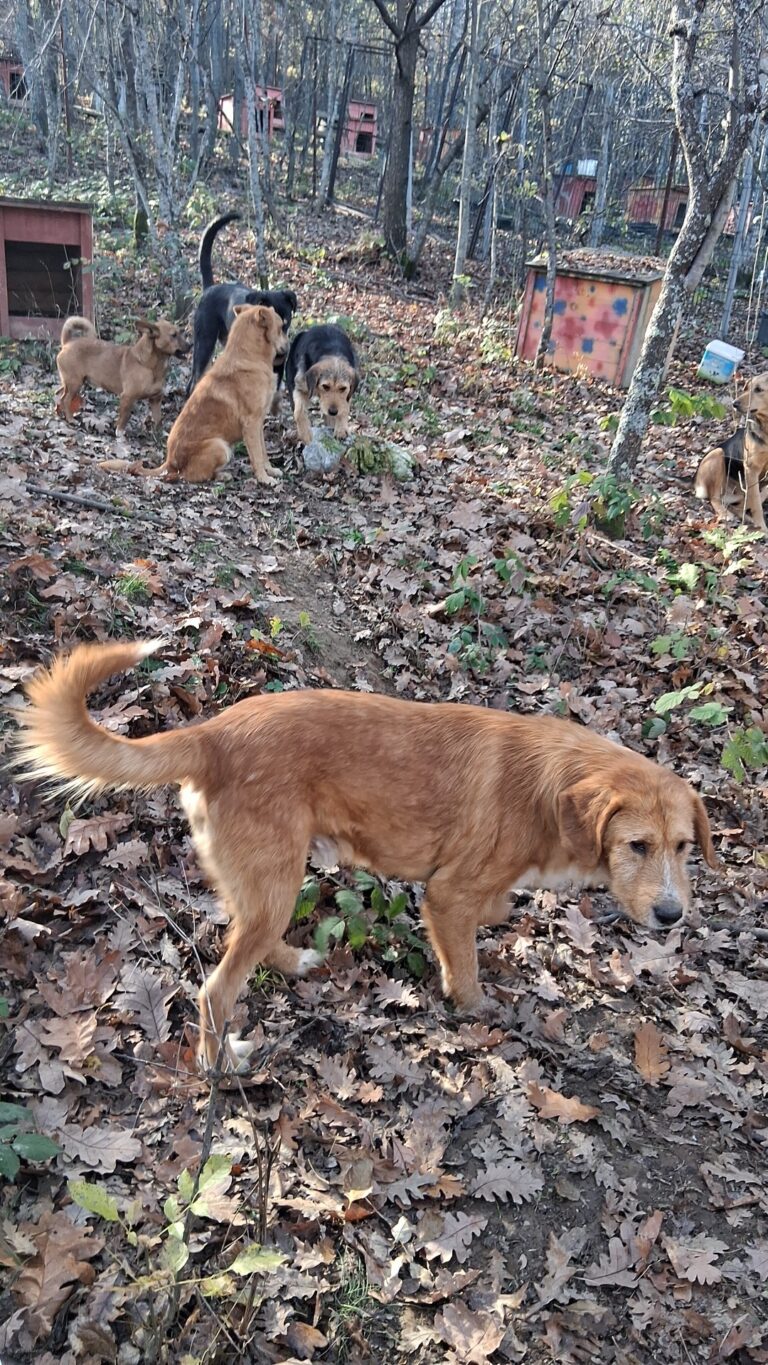 След публикация в „Янтра ДНЕС“!  Жена дари 750 евро за приют за кучета в Еленския Балкан